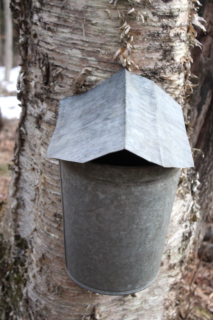 Tapping Birch Trees