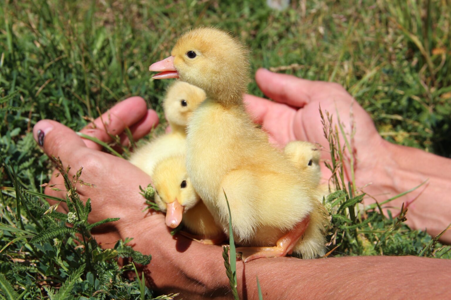 Caring for Abandoned Ducklings