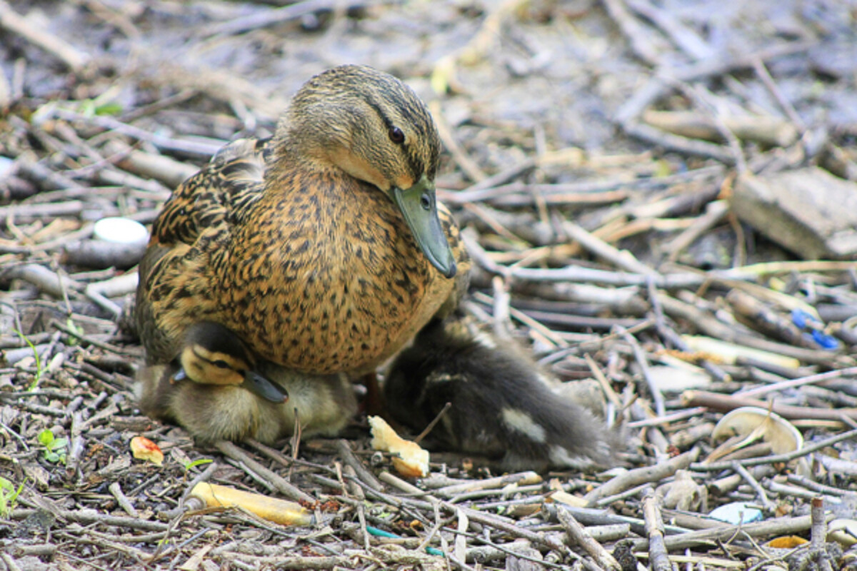 Mother Duck & Ducklings