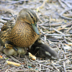 Mother Duck & Ducklings