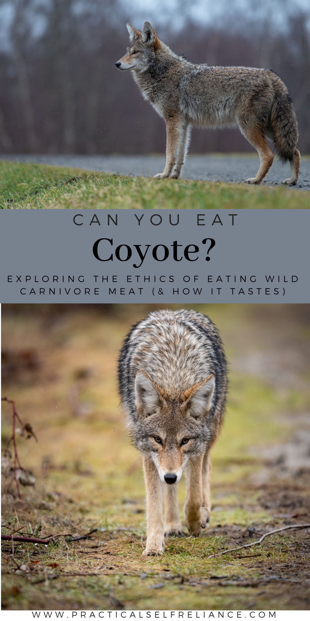 Can you eat coyote?