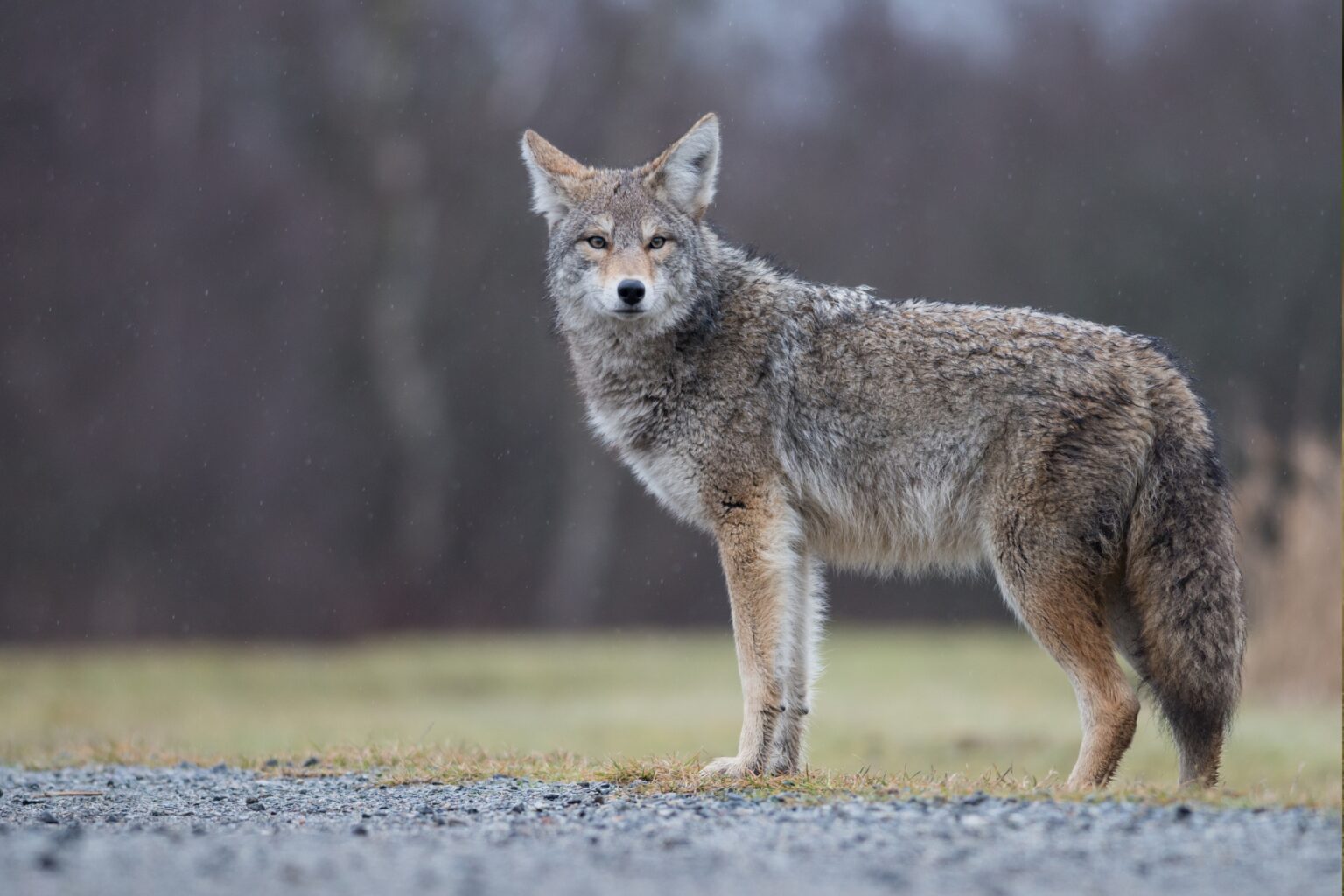 coyote