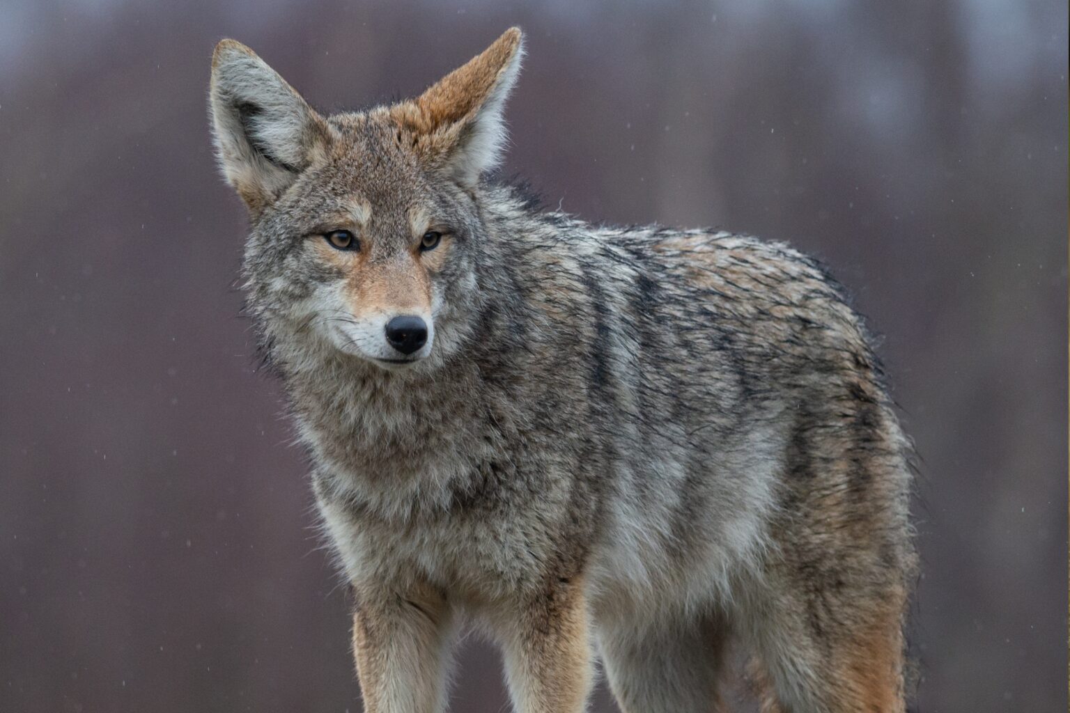 coyote