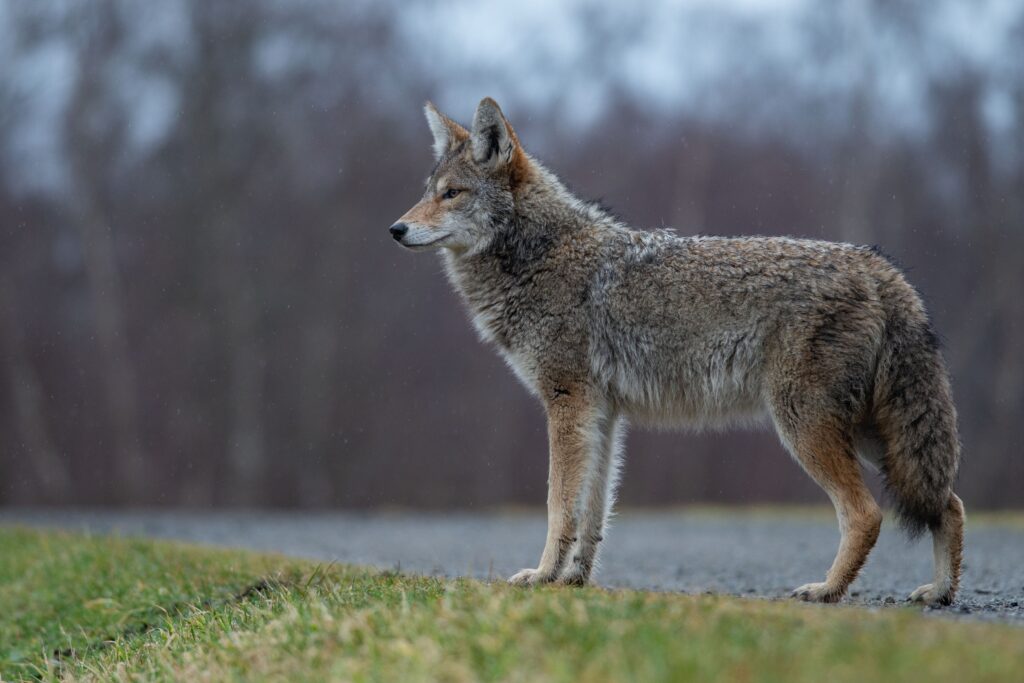 coyote on roadside