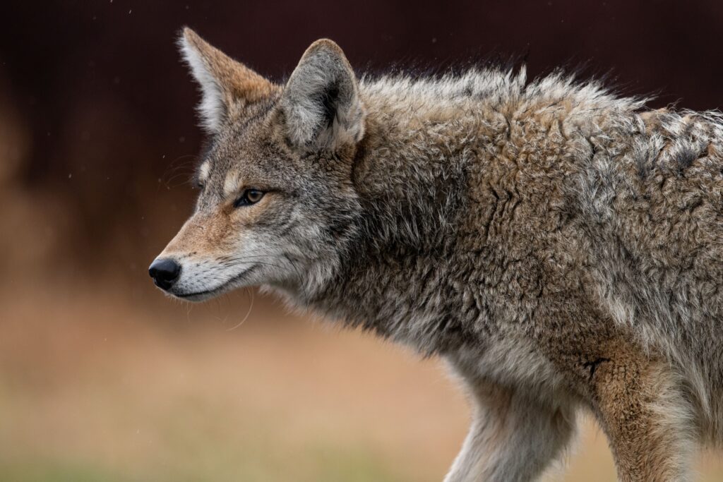 coyote