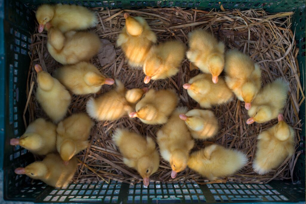 Ducklings in a box with straw