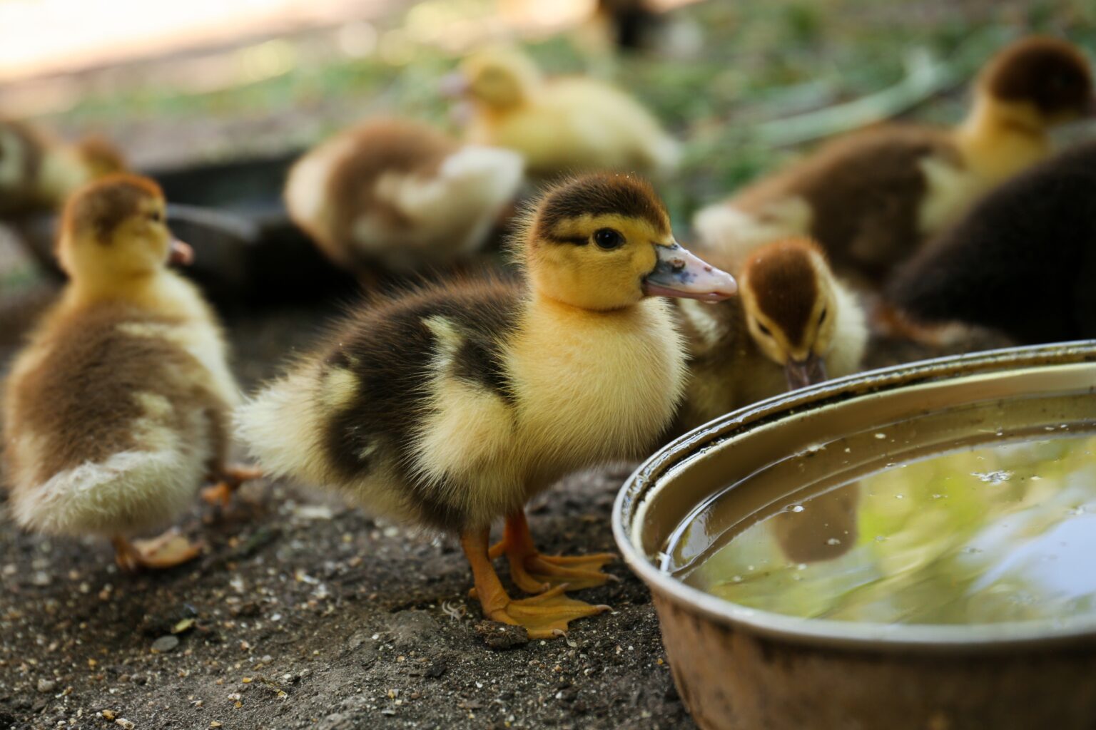 Shallow duckling water bowl