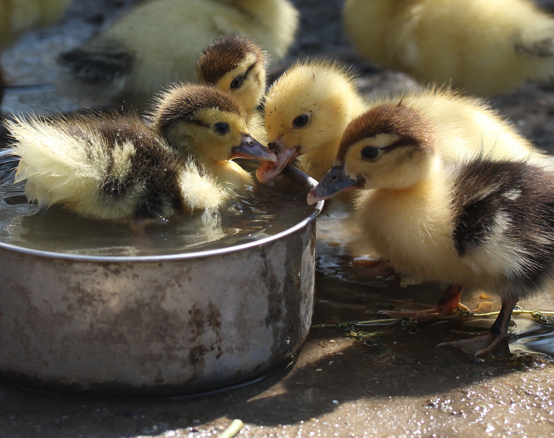 Caring for Abandoned Ducklings