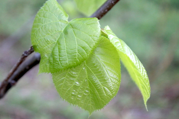 Young linden leaves in late May in Vermont.