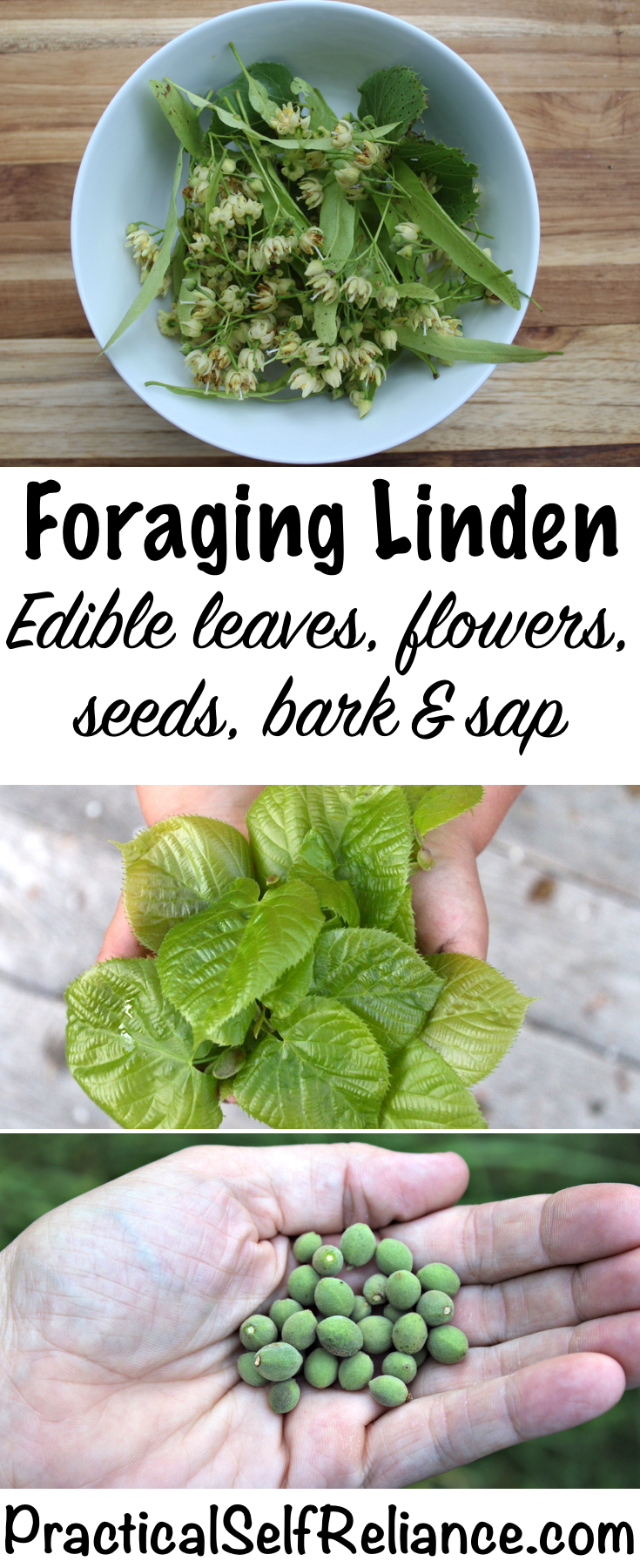 Foraging Linden ~ Edible Leaves, Seeds, Sap and Bark #linden #lindenflowers #foraging #wildfood #forage #selfsufficiency #wildcrafting #wildedibles #herbs #herbalism