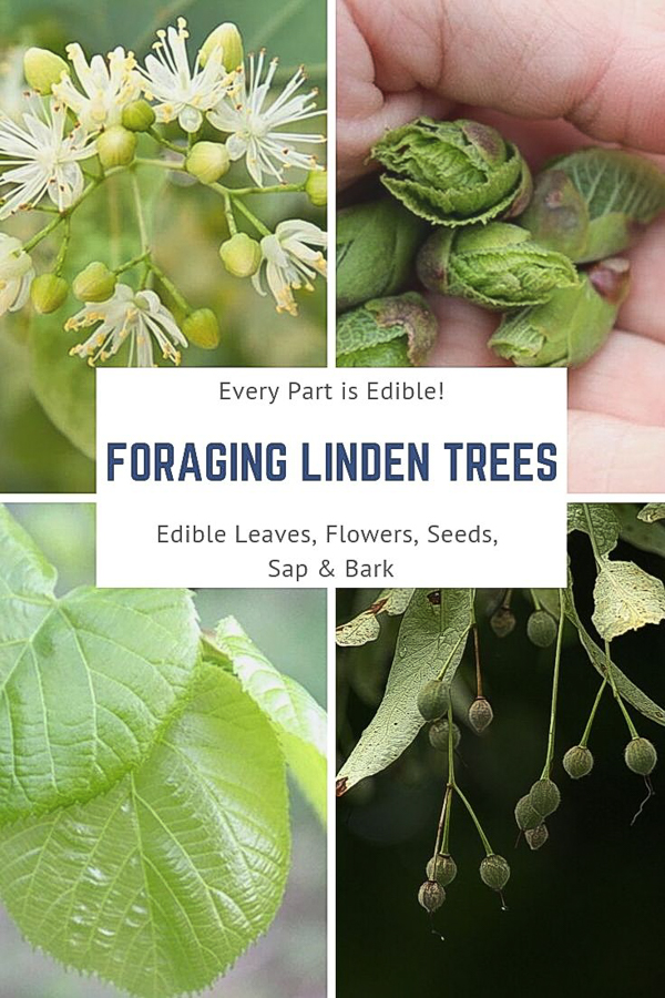 Foraging Linden Trees ~ Every Part is Edible ~ Linden trees are an amazing edible tree, with medicinal flowers and delicious edible leaves. The leaves make tender wild salad green, and the flowers are a well known herbal tea. Beyond the leaves and flowers, every part of linden is edible from the seeds to the bark as well. #foraging #herbal #herbalmedicine #wildfood