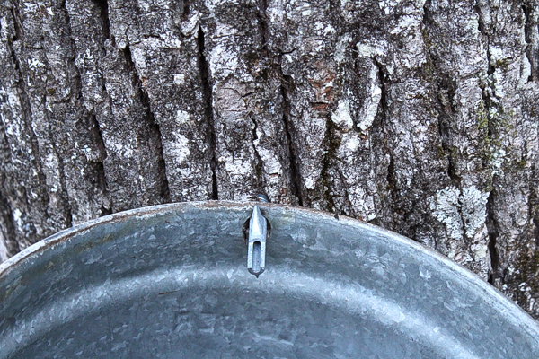 A linden tree tapped for syrup. 