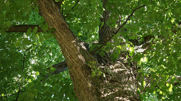 Linden Tree Bark