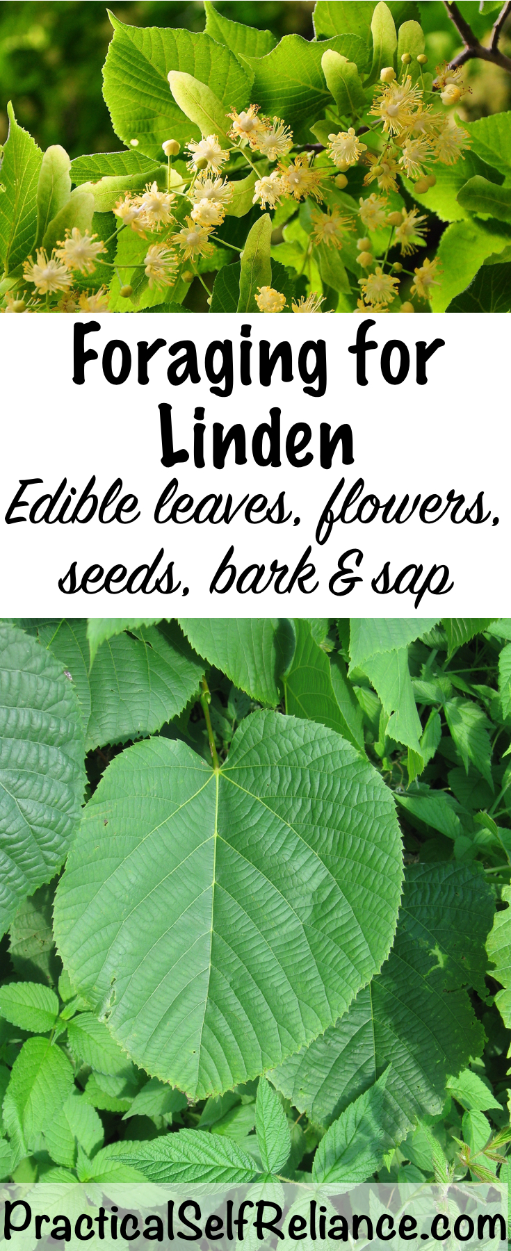 Foraging for Linden