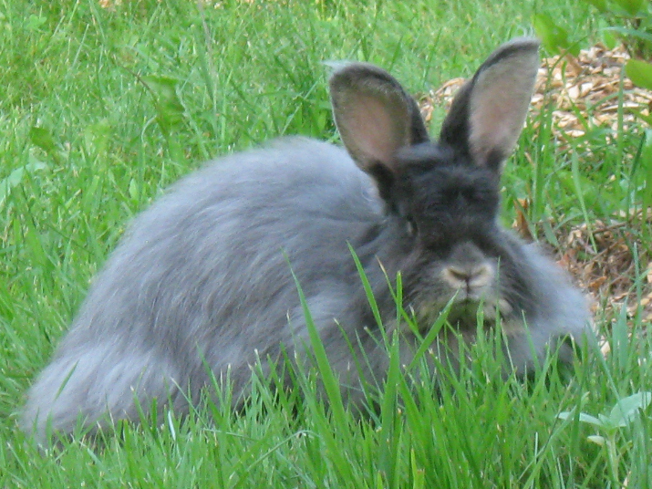 French Angora Rabbit Buck