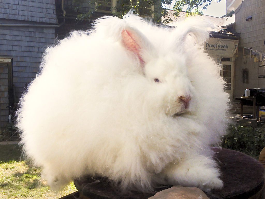 angora rabbit stuffed animal