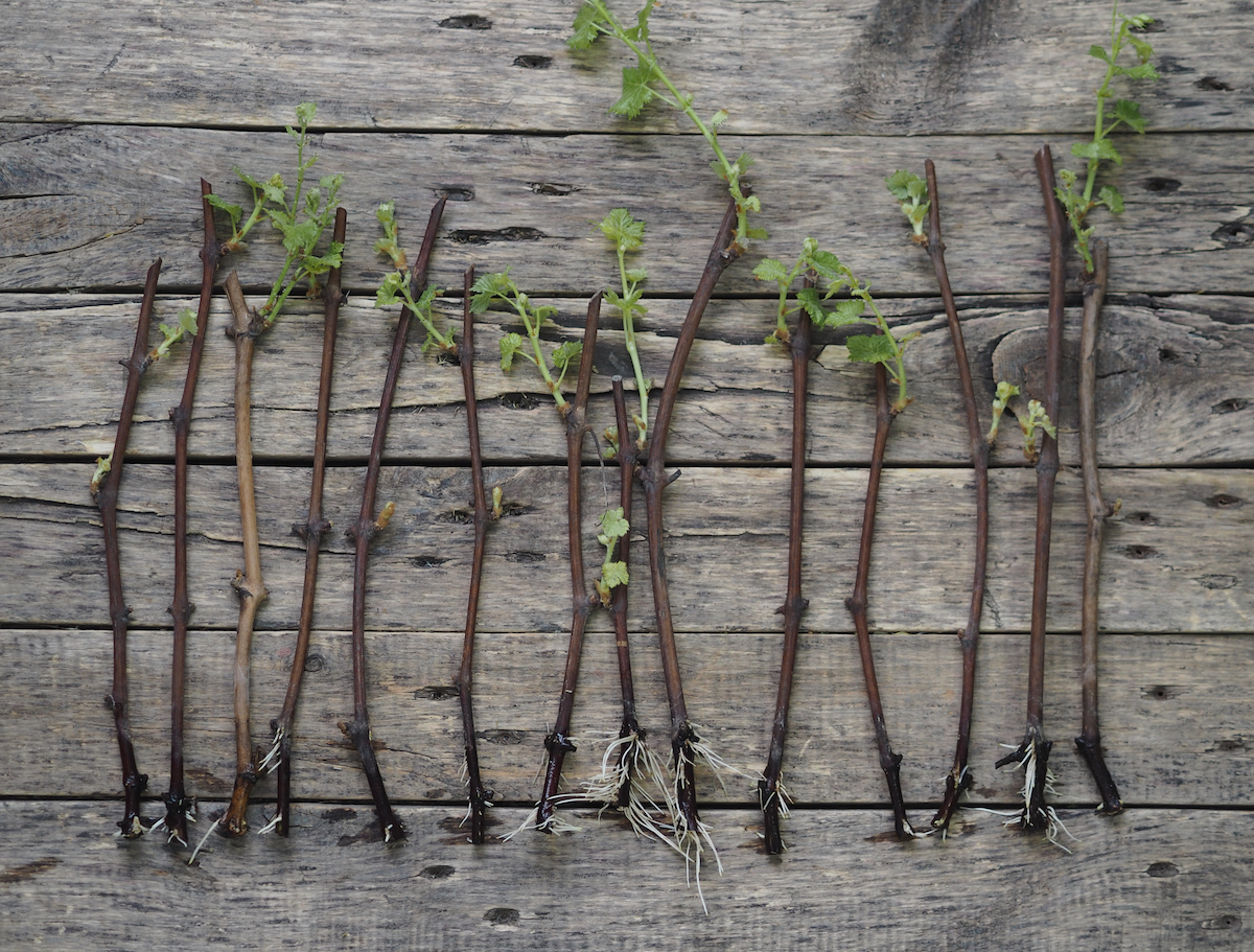 How to Grow Grapes from Cuttings