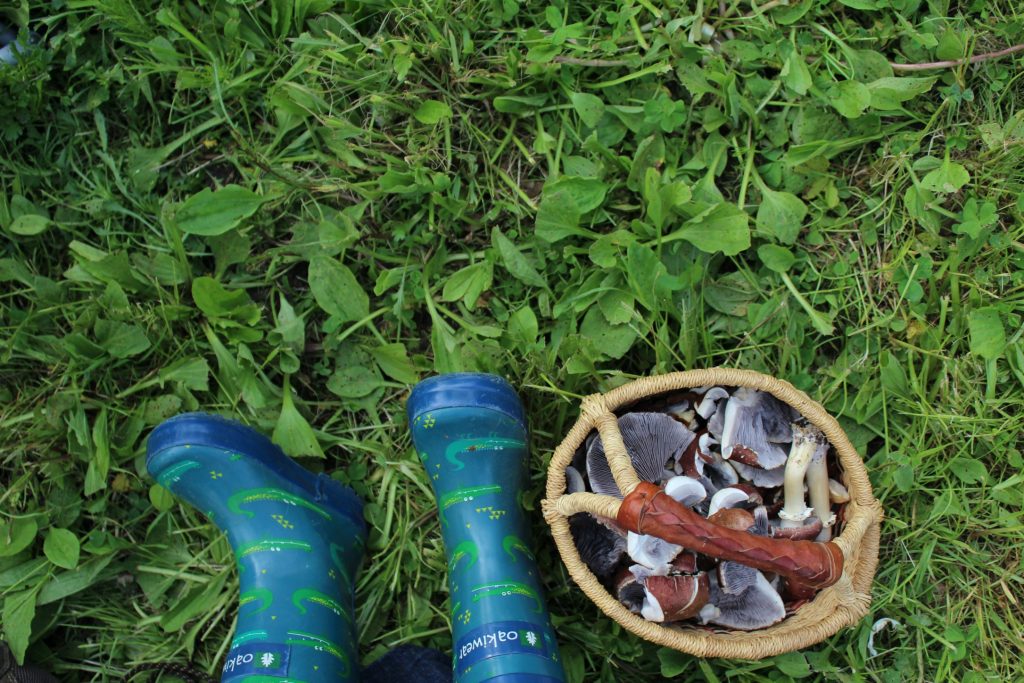 Wine cap mushrooms harvested by a 2 year old.