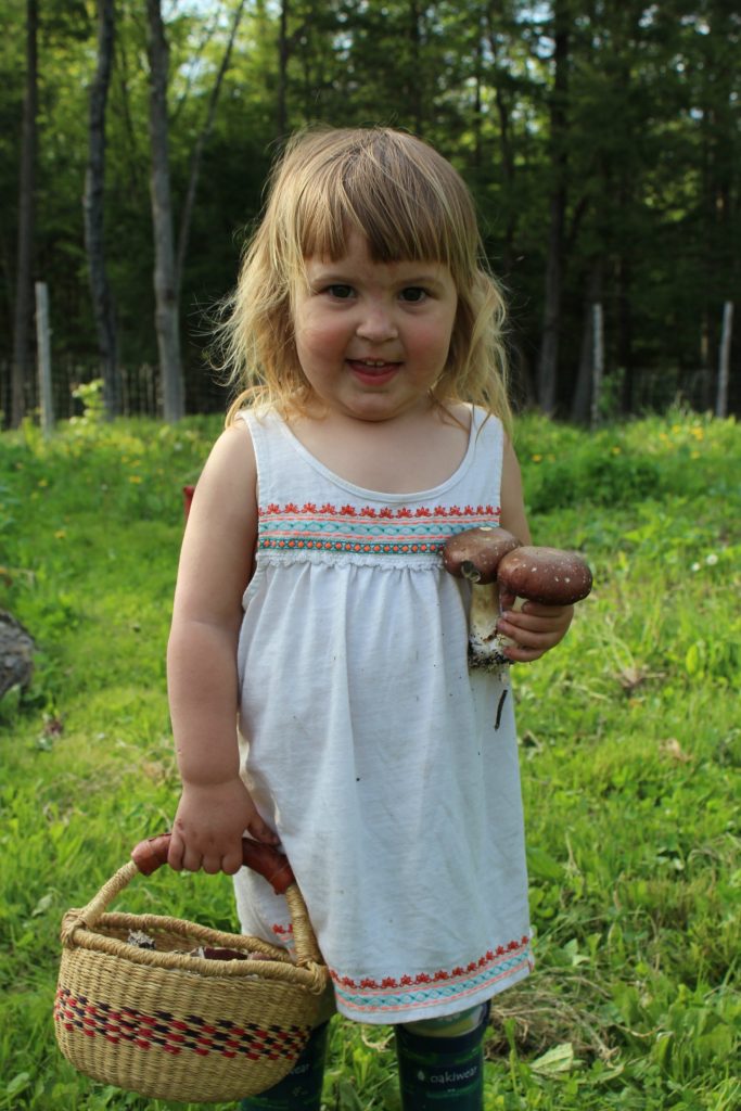 Harvesting Wine Cap Mushrooms with Kids