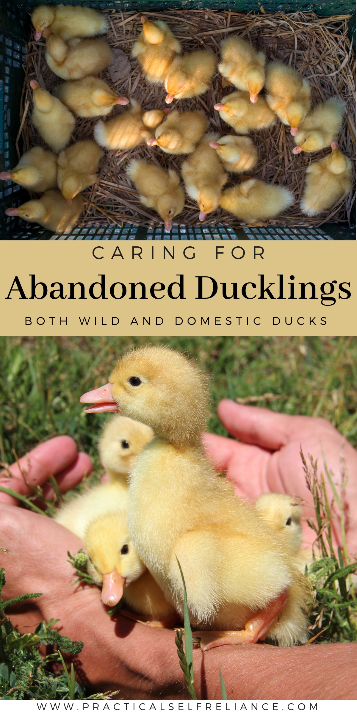 How to Care for Abandoned Ducklings
