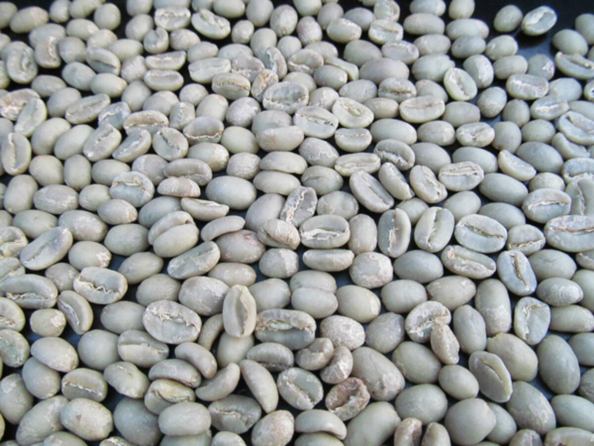Green Coffee Beans Ready for Home Roasting
