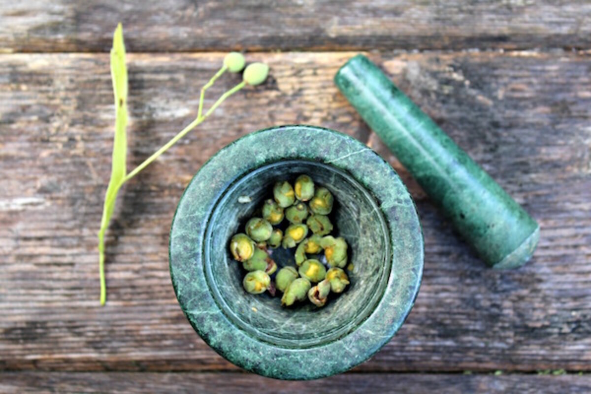 My attempt at making linden chocolate with green linden seeds from Tilia americana.