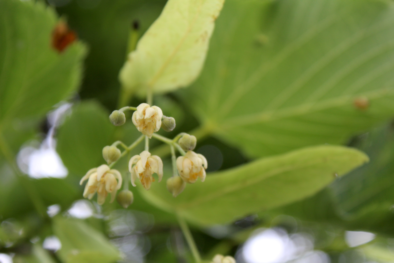 Linden Flower Cluster
