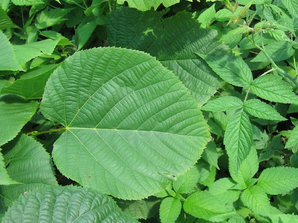 A mature linden leaf growing near the ground from a small sucker on the trunk of a larger linden tree.