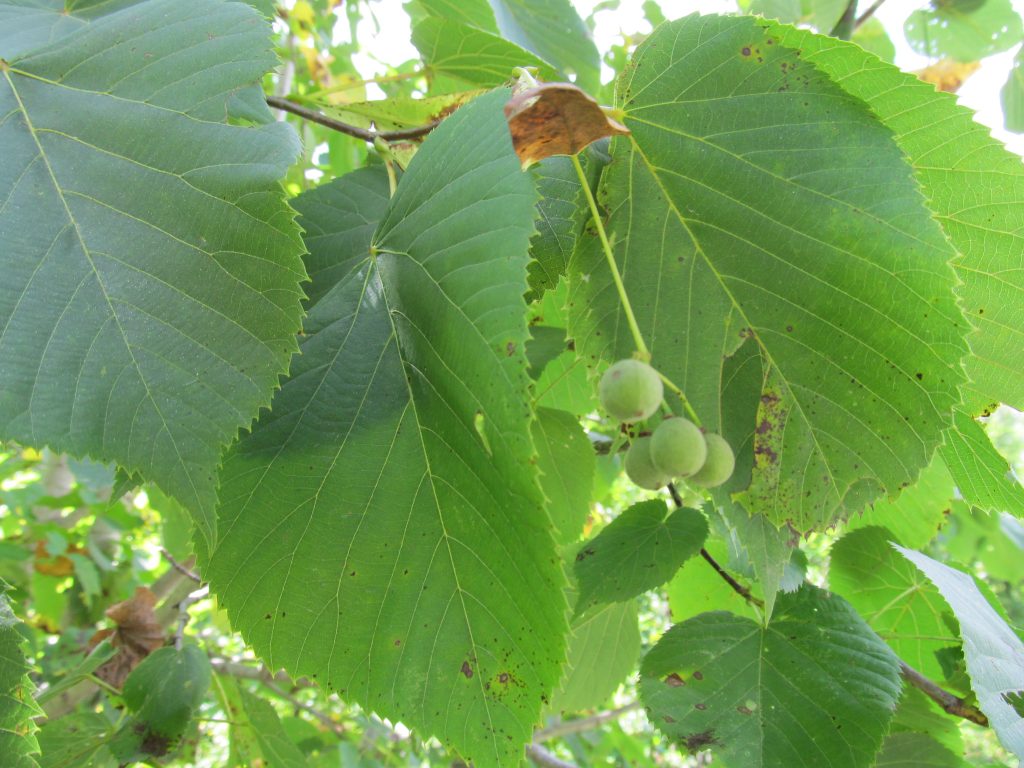 Identifying and Using Linden - Edible Leaves, Flowers ...