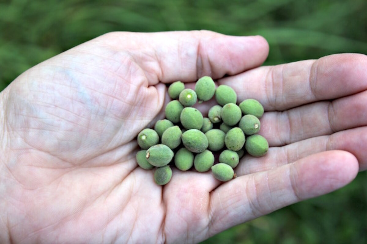 Green linden seeds from Tilia americana