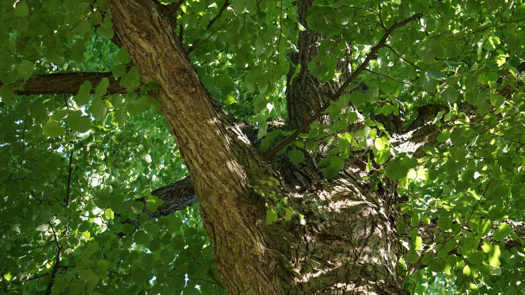 Linden Tree Bark