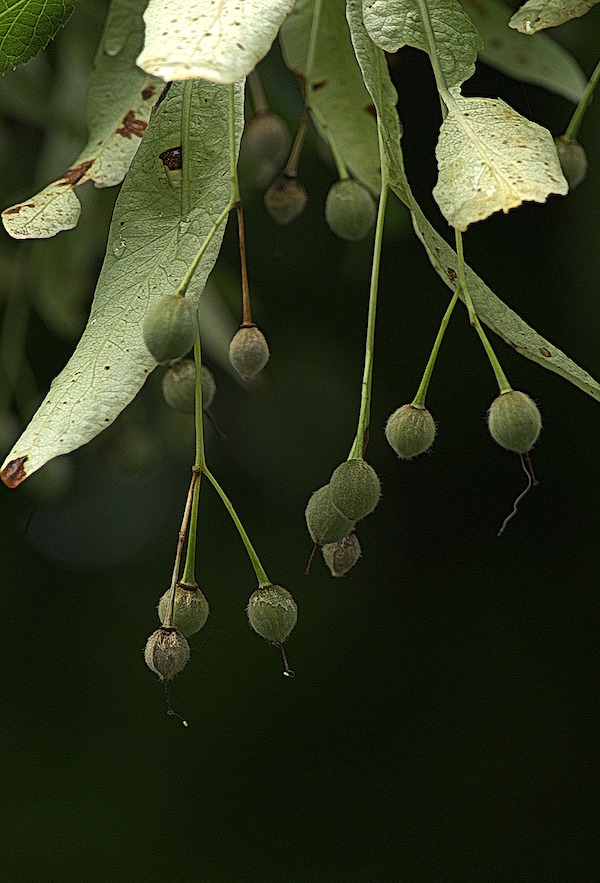 Linden tree seed cluster hanging on the tree.