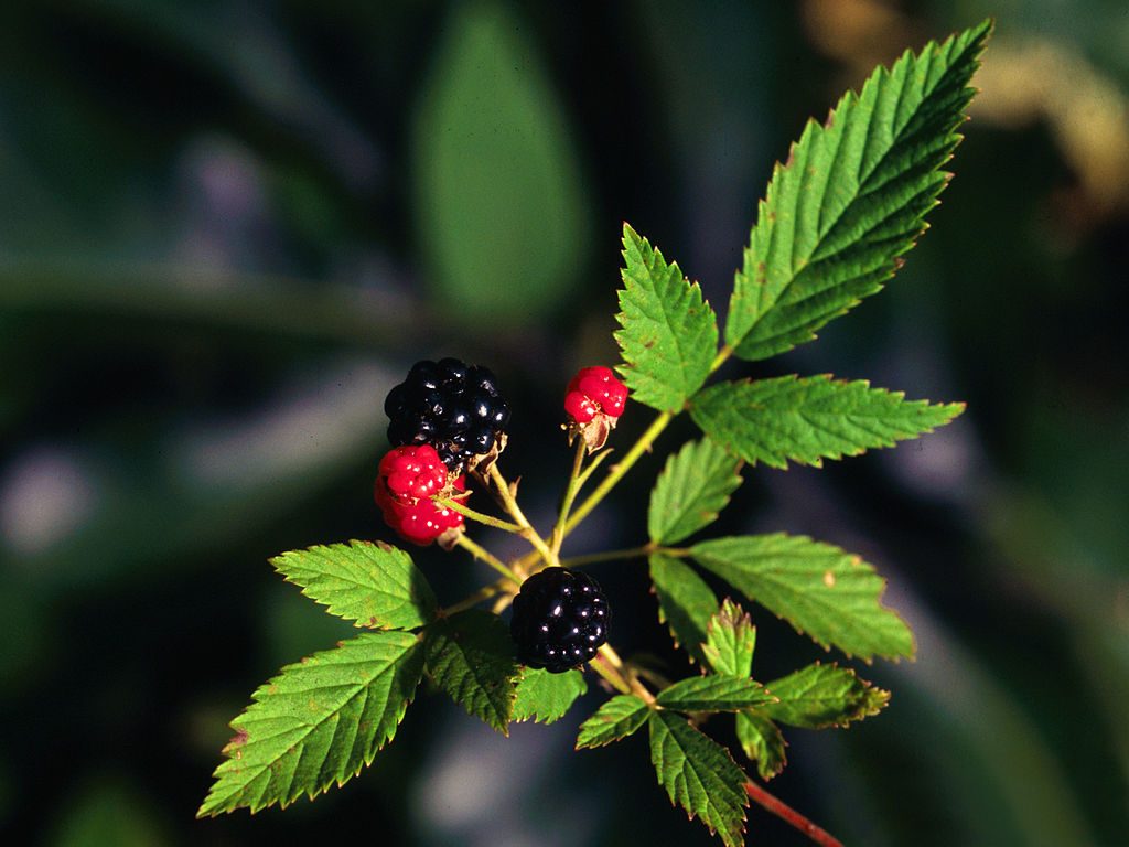 Foraging for Northern Dewberry — Practical Self Reliance
