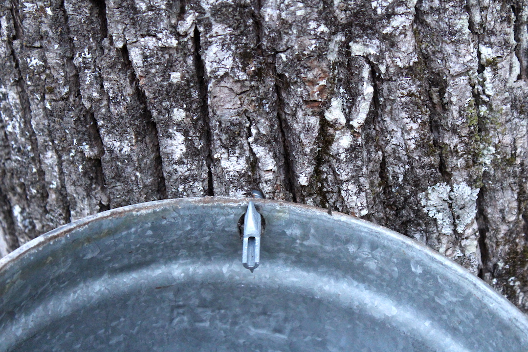 Tapping Linden Trees for Syrup
