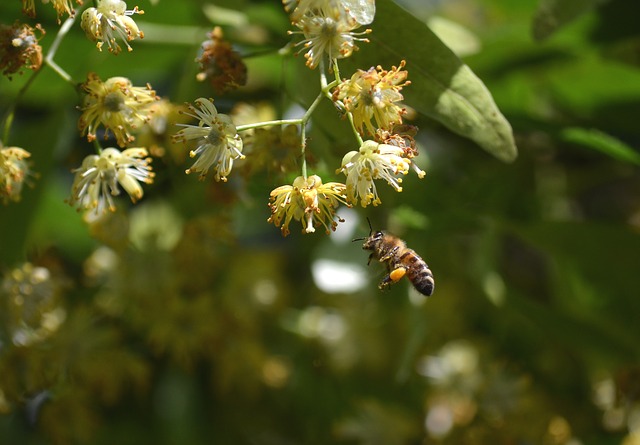 bee collecting nectar from linden flowers