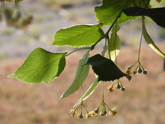 Linden flowers past their prime. They're already started to disintegrate and form into linden seed pods.
