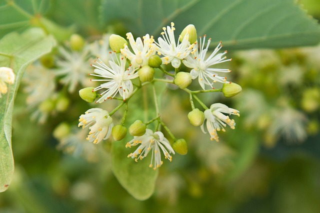 linden flowers