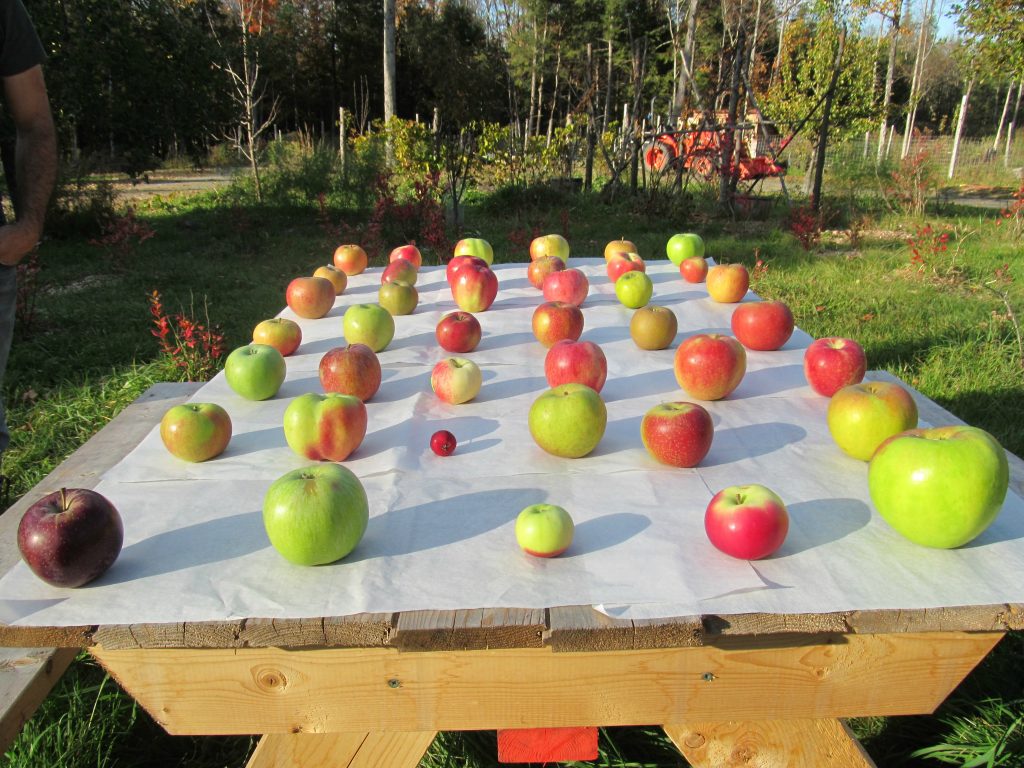 32 Heirloom Apple Taste Test