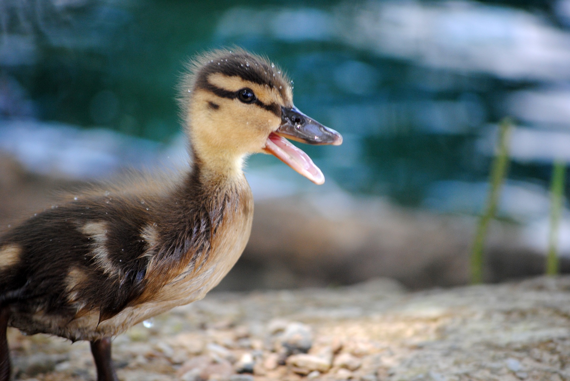 Caring for Abandoned Ducklings — Practical Self Reliance