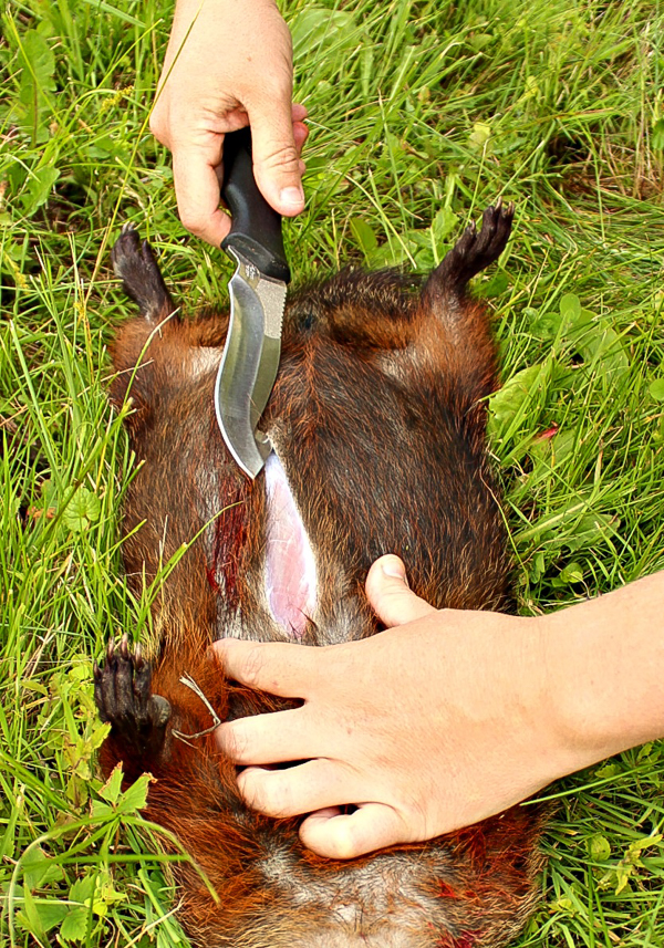 How to Butcher a Groundhog (Woodchuck)