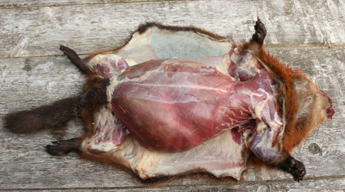 How to Butcher a Groundhog (Woodchuck)