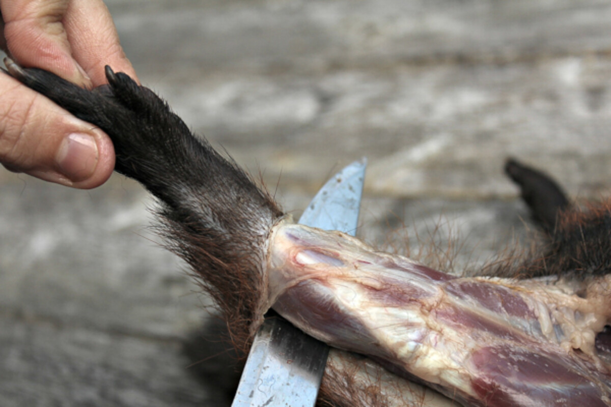 How to Butcher a Groundhog (Woodchuck)