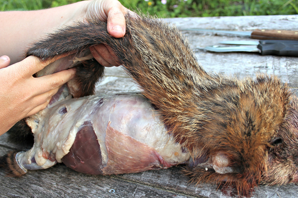 How to Butcher a Groundhog (Woodchuck)
