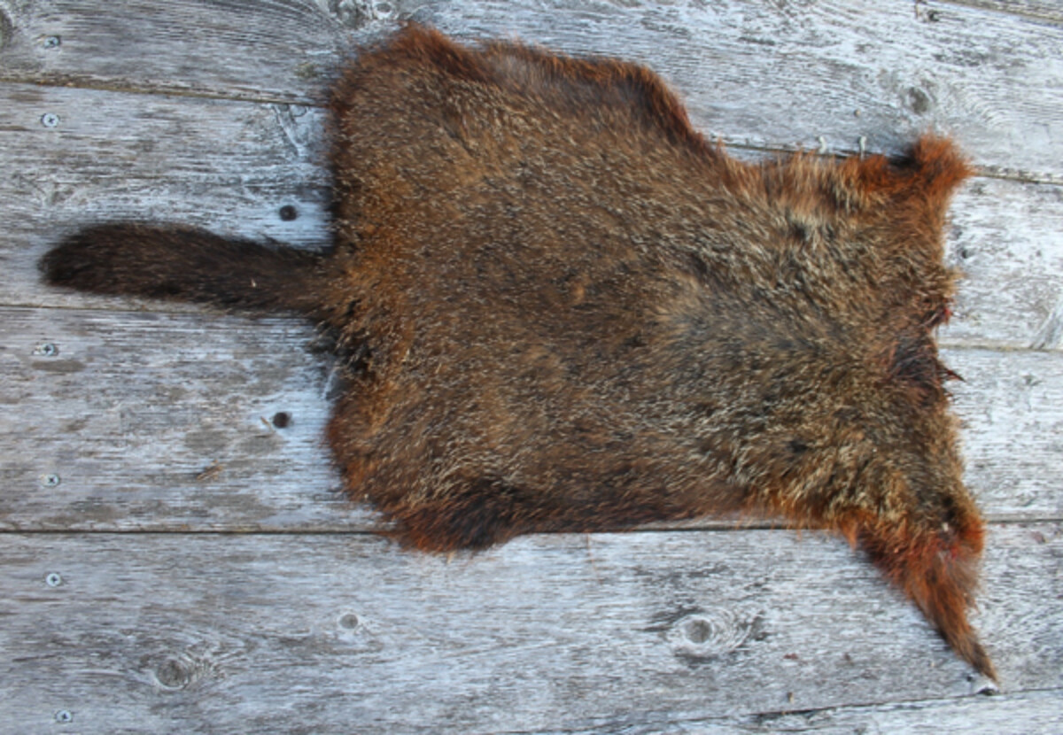 How to Butcher a Groundhog (Woodchuck)