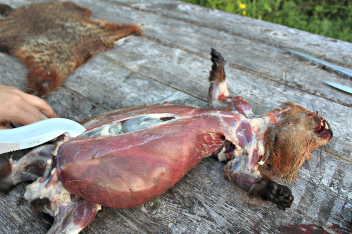 How to Butcher a Groundhog (Woodchuck)