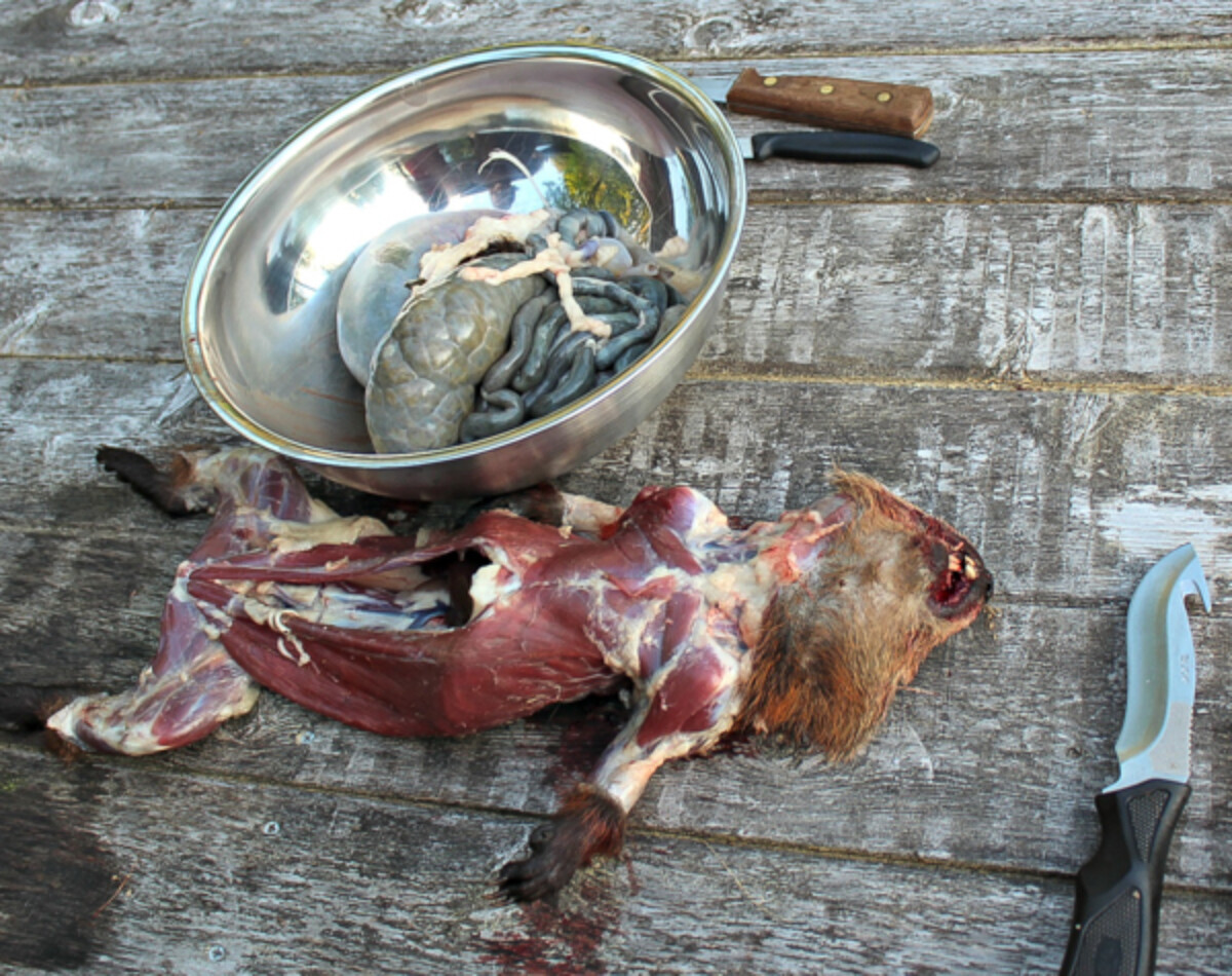 How to Butcher a Groundhog (Woodchuck)
