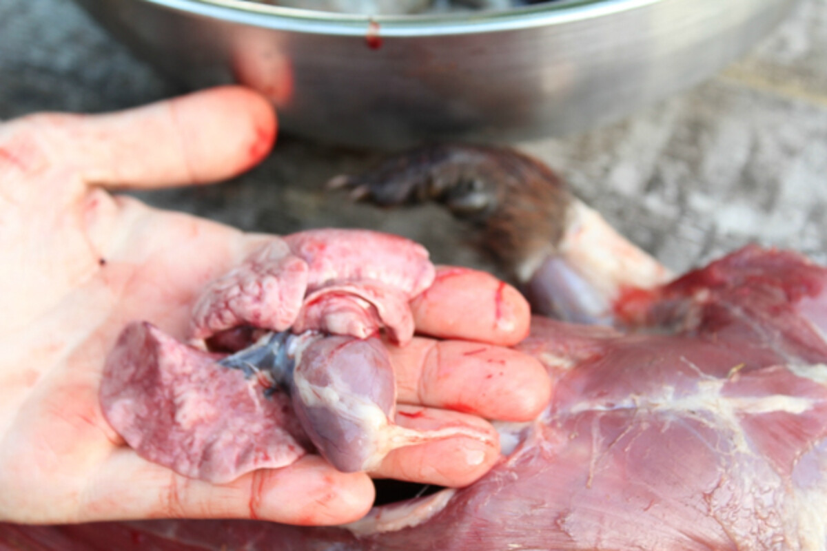 How to Butcher a Groundhog (Woodchuck)