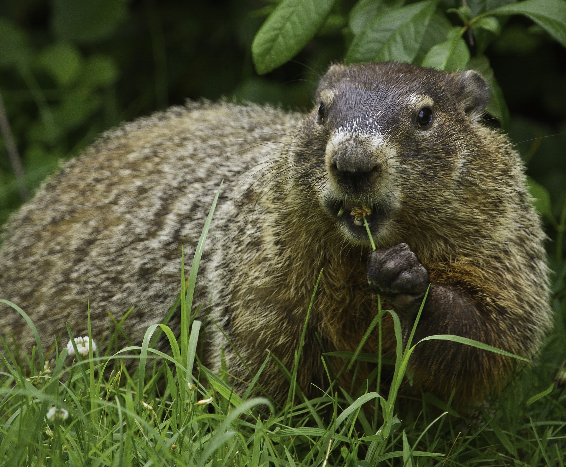 how-to-clean-and-skin-a-groundhog-woodchuck-practical-self-reliance