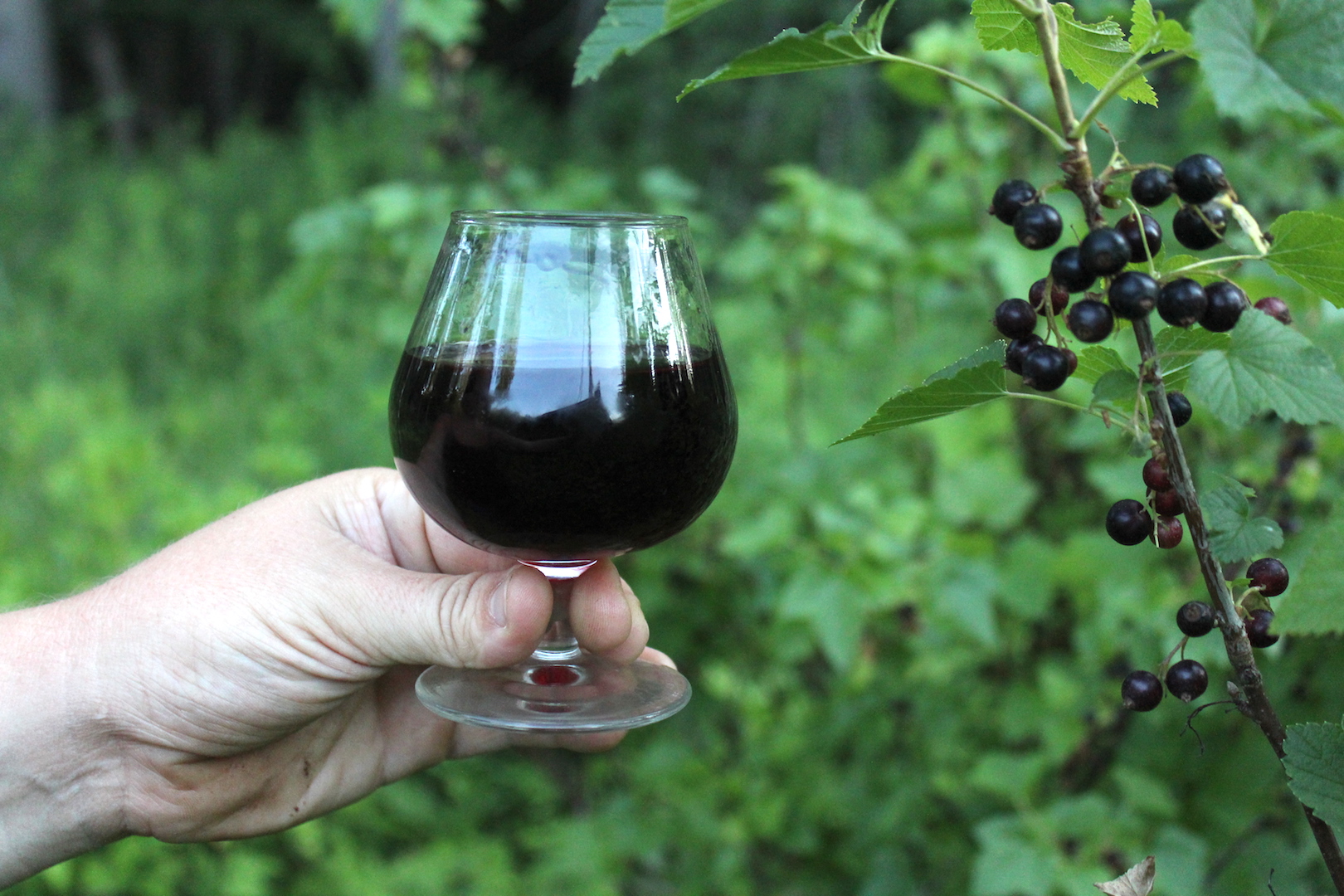 Homemade Blackcurrant Liqueur Recipe