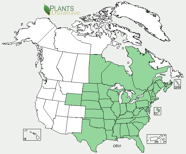 Hop Hornbeam Ostrya virginiana distribution